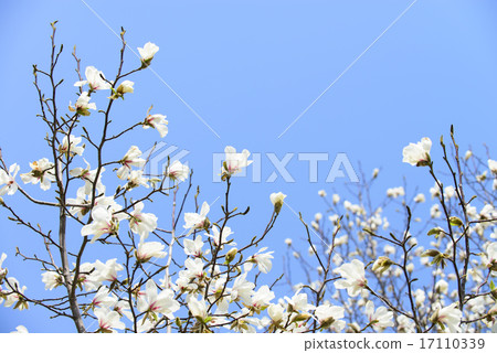 Kobushi flower Kobushi flower 17110339