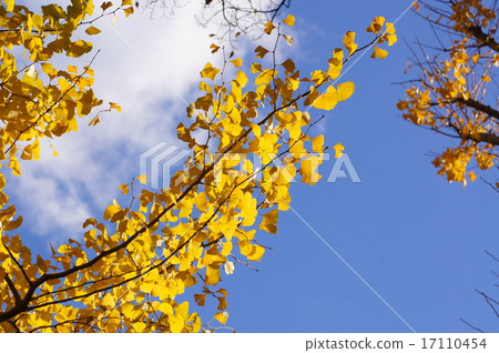 Ginkgo biloba in the blue sky Ginkgo biloba in the blue sky 17110454