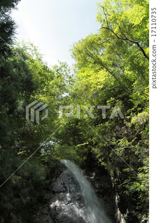 Shin Gen Falls of the fresh green 17110735