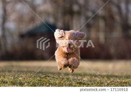 Running dog ~ Toy poodle ~ 17110918