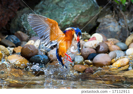 Blue-eared Kingfisher (male) Blue-eared Kingfisher (male) 17112911