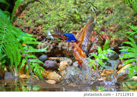 Blue-eared Kingfisher (male) 17112913
