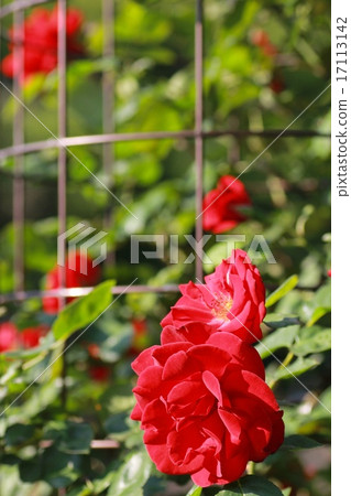 Beautiful bright red roses blooming in a flowerbed in the park 17113142