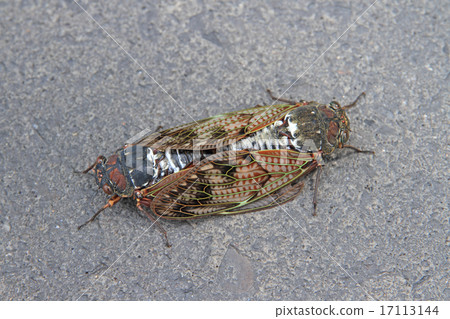 Mating Aborazami 17113144