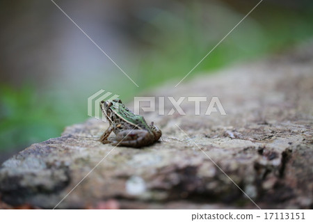Frog 17113151
