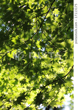 Maple trees with green leaves in summer 17113175