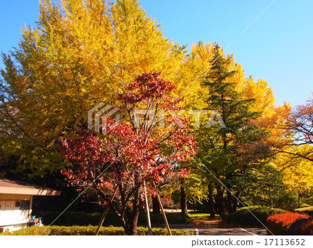 Autumn of Showa Memorial Park Autumn of Showa Memorial Park 17113652