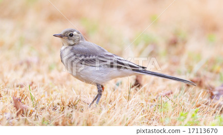Yellow wagtail, female 17113670