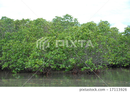 亞熱帶叢林（Fukutoshi /沖繩縣石垣島） 17113926