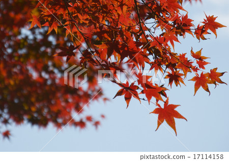 Autumn leaves 17114158