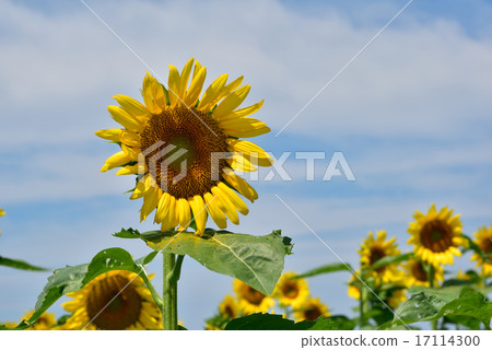 Cape Sunflower Field Cape Sunflower Field 17114300