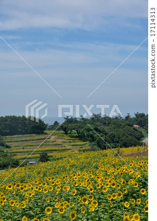 Cape Sunflower Field Cape Sunflower Field 17114313