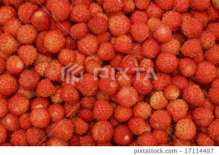 Ripe wild strawberry 17114487