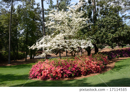 美國高爾夫球場 17114585