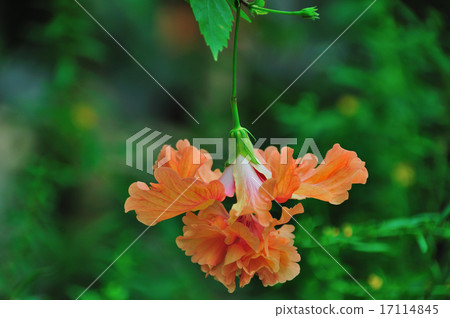 Hibiscus Flamingo Hibiscus Flamingo 17114845