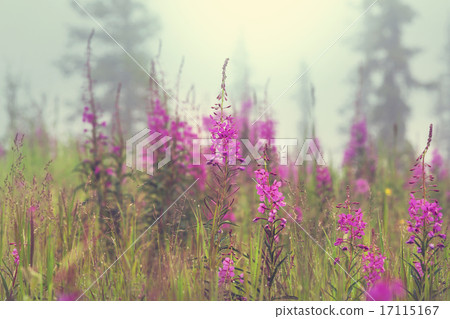 Meadow Meadow 17115167