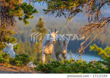 Mountain goat Mountain goat 17115169