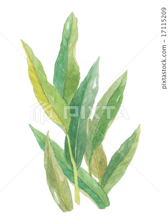 Moon peach leaves 17115209