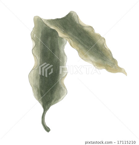 海帶 海帶 17115210