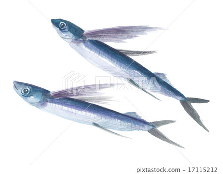Two flying flying fish 17115212