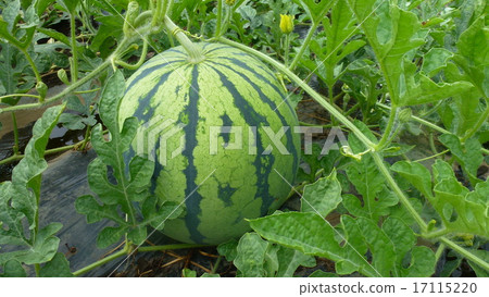 watermelon watermelon 17115220