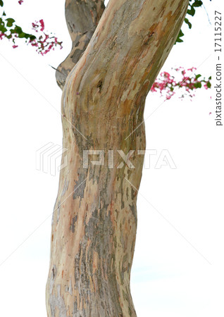 Trunk of crape myrtle 17115227