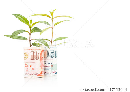 Concept of green plant grow on Singapore Dollar  17115444