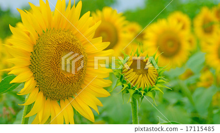 Sunflower 16: 9 17115485