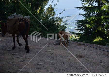 Indian Buddhist sacred place Dharamsala horse working with stray dogs 17115724