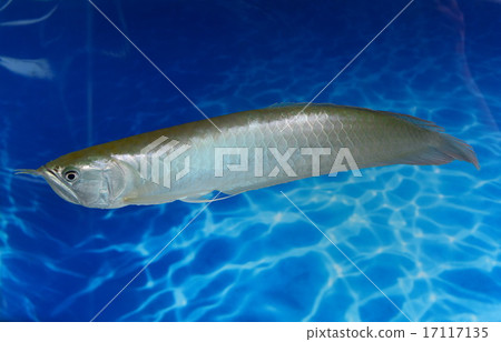 fish in water blue background 17117135