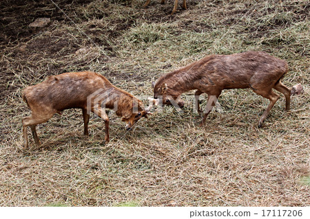 wild deer were fighting to wrest area. wild deer were fighting to wrest area. 17117206