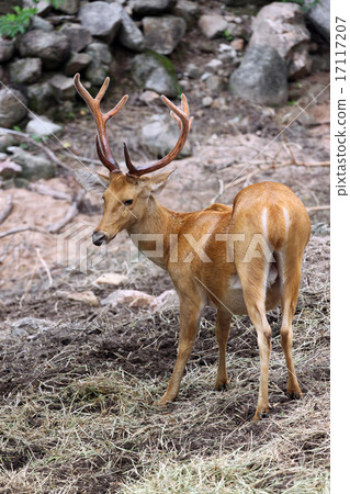 wild deer are looking for food. wild deer are looking for food. 17117207