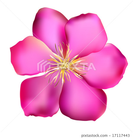 Pink Clematis Vector Illustration 17117443