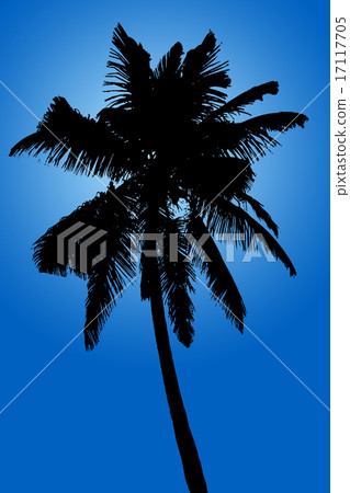 Silhouette of coconut palm on blue background Silhouette of coconut palm on blue background 17117705
