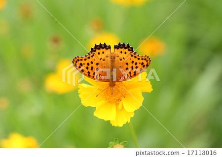 Zuma giuna Zuma giuna 17118016