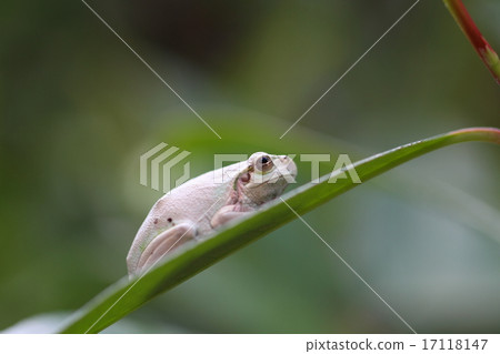 白蛙 17118147