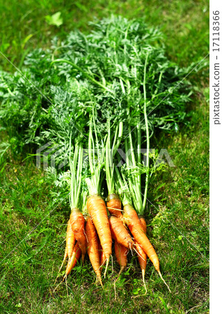 Ripe and fresh organic carrots Ripe and fresh organic carrots 17118366