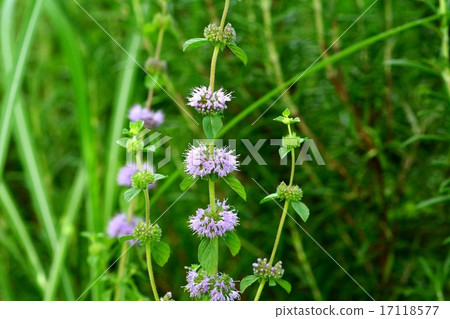 Penny Royal Mint 17118577