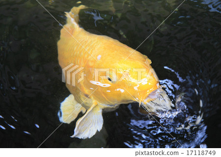 Yellow carp out water Yellow carp out water 17118749
