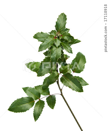 Silhouette of Plants Isolated Silhouette of Plants Isolated 17118918