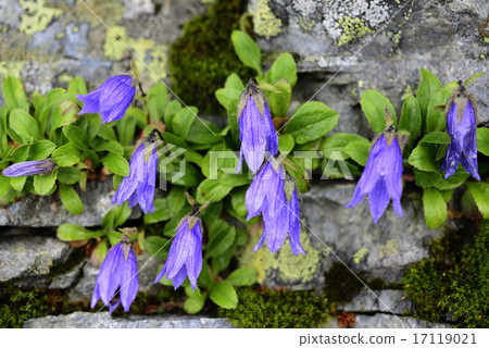 Chishima Kyo 17119021