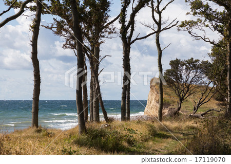 Cliffs and trees Cliffs and trees 17119070