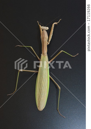 Female black-tailed black background 17119266