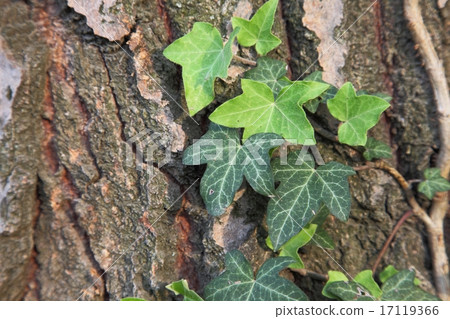 Ivy Ivy 17119366