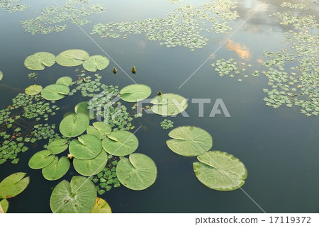 Water surface with plants 17119372