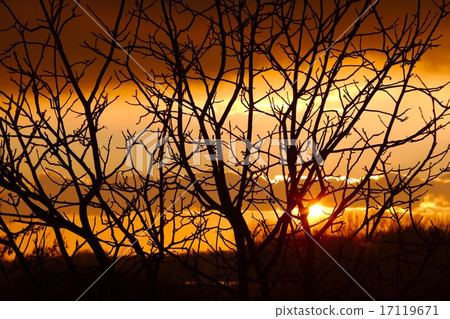 Bare trees 17119671