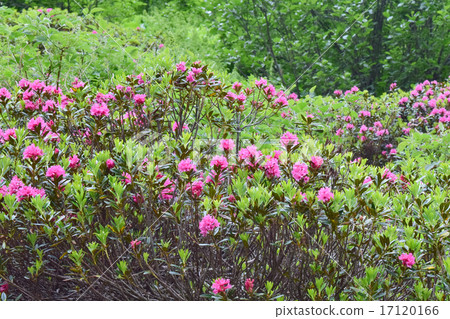 Alps three alive flower alpine rose group 17120166