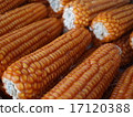 Corn 17120388
