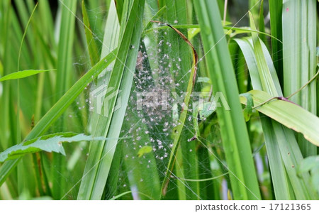 Spider baby 17121365