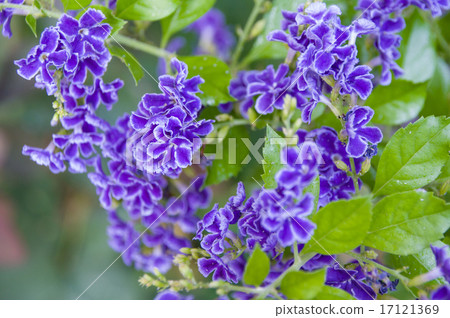 Duranta Takarazuka 17121369